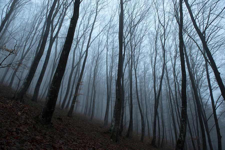 Here’s why Hoia Baciu Forest is known as Romanian Bermuda Triangle 