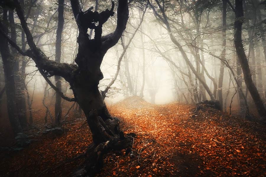 Here’s why Hoia Baciu Forest is known as Romanian Bermuda Triangle