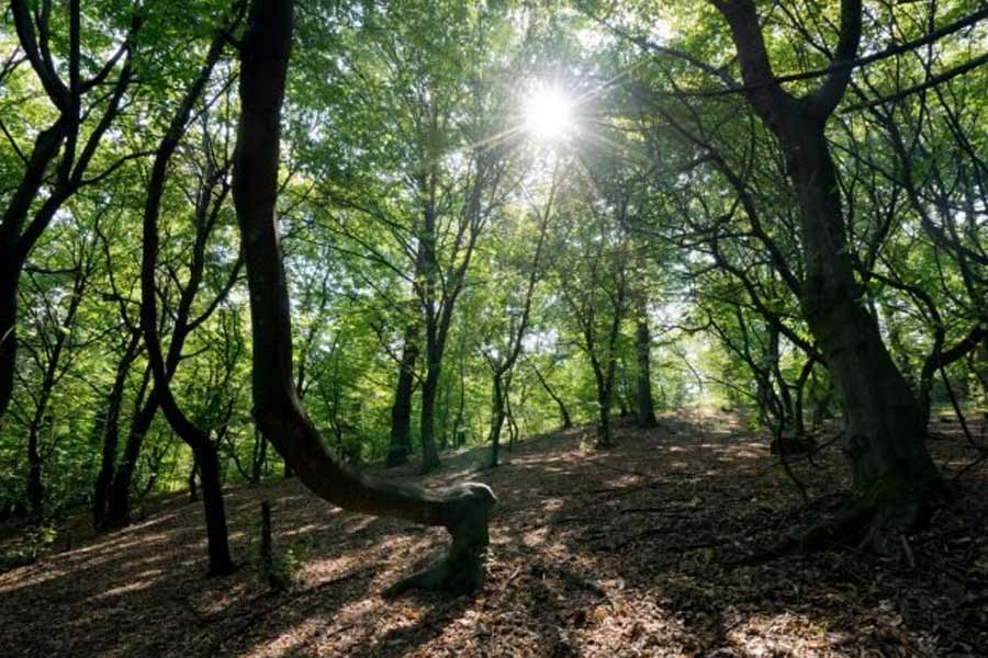 Here’s why Hoia Baciu Forest is known as Romanian Bermuda Triangle 