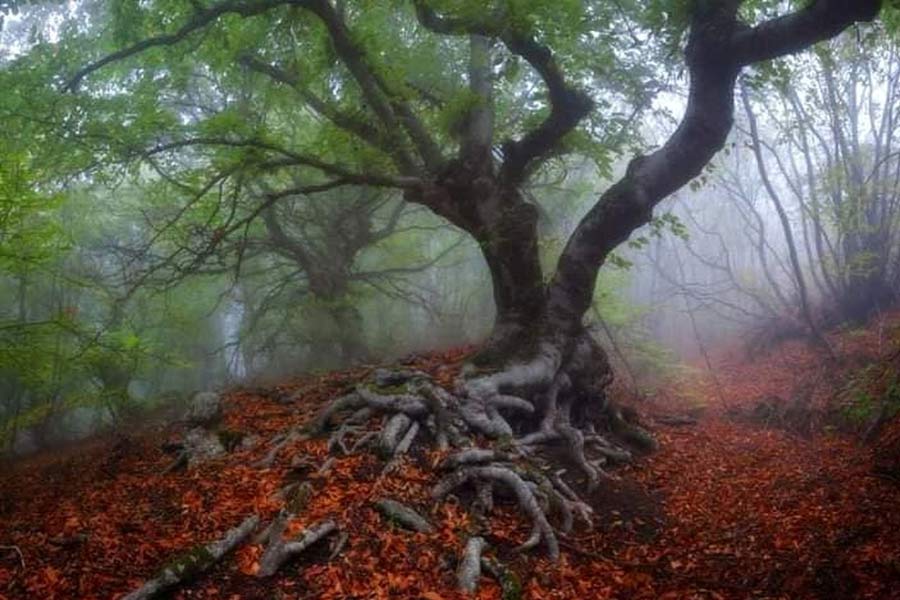 Here’s why Hoia Baciu Forest is known as Romanian Bermuda Triangle 
