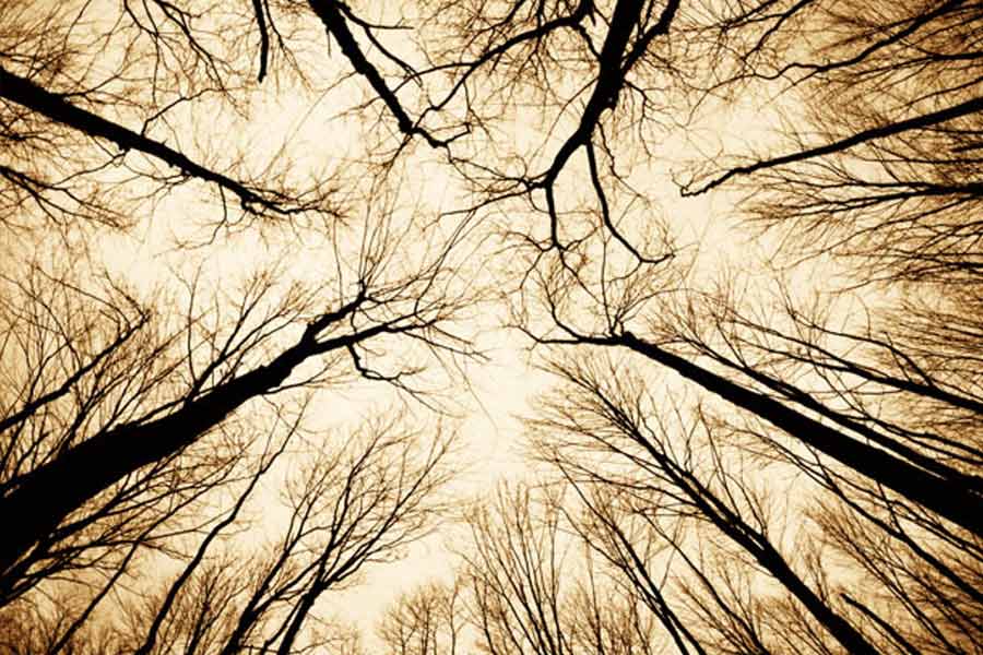 Here’s why Hoia Baciu Forest is known as Romanian Bermuda Triangle 