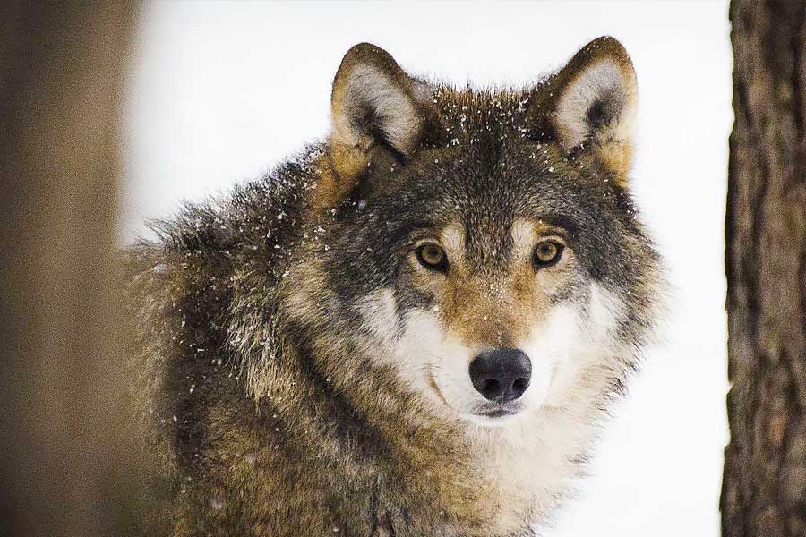 ইউরোপীয় দেশগুলিতে কি নিজেদের ‘বিপন্ন’ তকমা হারাতে পারে নেকড়েরা? ওই মহাদেশ জুড়ে নেকড়েদের হামলায় গৃহপালিত পশুপাখিদের প্রাণহানি রুখতে তৎপর হল ইউরোপীয় ইউনিয়ন (ইইউ)। সোমবার এ নিয়ে হুঁশিয়ারির সুর শোনা গিয়েছে ইউরোপীয় কমিশনের প্রেসিডেন্ট উরসুলা ফন ডার লেয়েনের কণ্ঠে। 