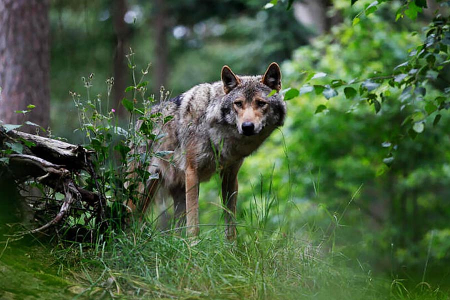 সোমবার কমিশনের প্রেসিডেন্ট বলেন, ‘‘ইউরোপের কয়েকটি অ়ঞ্চলে গৃহপালিত পশুপাখি এমনকি মানুষজনের ক্ষেত্রেও বিপদসঙ্কেত বয়ে আনছে নেকড়ের দলের আক্রমণ।’’ 