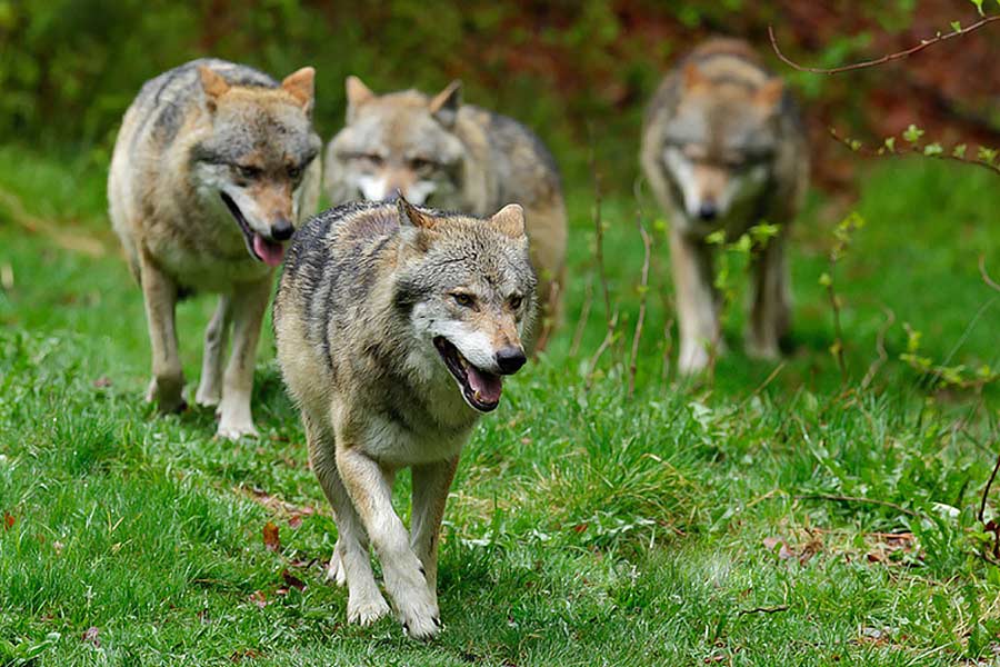 এই বন্যপ্রাণীদের আক্রমণের হাত থেকে বাঁচতে কি তবে প্রয়োজনে নেকড়েদের মেরে ফেলার অনুমতি দেওয়া হবে? এ নিয়ে নানা মুনির নানা মত রয়েছে। তবে এ নিয়ে ইউরোপীয় দেশগুলির স্থানীয় কমিটি, বিজ্ঞানী এবং আধিকারিকদের সহায়তা চেয়েছেন উরসুলা।