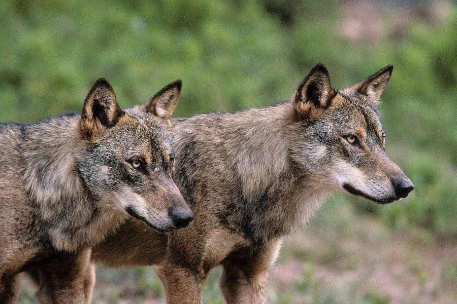 আগামী ২২ সেপ্টেম্বরের মধ্যে ওই রিপোর্ট জমা করার অনুরোধ করেছেন উরসুলা। এই তৎপরতার নেপথ্যে কী কারণ রয়েছে? আমেরিকার সংবাদমাধ্যম ‘পলিটিকো’র দাবি, নেকড়ে ‘শিকারে’ নেমেছেন উরসুলা। কিন্তু কেন নেকড়েশিকারির তকমা পাচ্ছেন তিনি? 