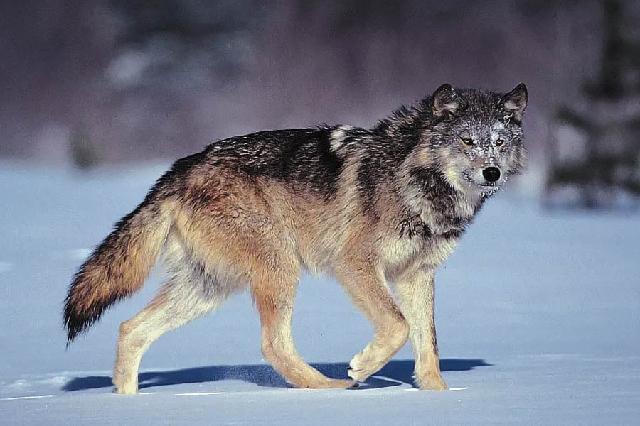 গত বছরের সেপ্টেম্বরে জার্মানির হ্যানোভারে পরিবারের খামারবাড়িতে নেকড়ের হামলায় তাঁর প্রিয় ঘোড়া ডলির মৃত্যু হয়। ঘটনাচক্রে, তার পরেই আসরে নেমেছেন উরসুলা।