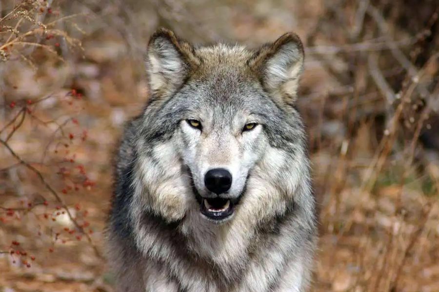 জার্মান রাজনীতিক উরসুলা আরও জানিয়েছেন, প্রয়োজনে নেকড়েদের সুরক্ষাকবচ নিয়ে আইন শিথিল করা হতে পারে। যদিও সমস্ত পরিসংখ্যান এবং মতামত গ্রহণের পরেই এ নিয়ে সিদ্ধান্ত নেবে কমিশন।