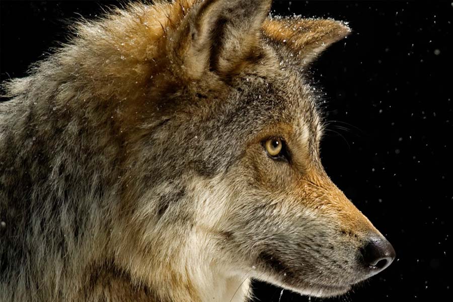 সংবাদমাধ্যম সূত্রে খবর, দীর্ঘ দিন ধরেই ইউরোপে নেকড়ে শিকারের চল ছিল। নেকড়েদের সংখ্যা হ্রাস পেতে শুরু করায় গত শতকের পাঁচের দশকে এ নিয়ে কড়াকড়ি শুরু হয়। সে সময় বেশ কয়েকটি ইউরোপীয় দেশে নেকড়ের কয়েকটি প্রজাতিকে বিপন্ন বলে ঘোষণা করা হয়েছিল।