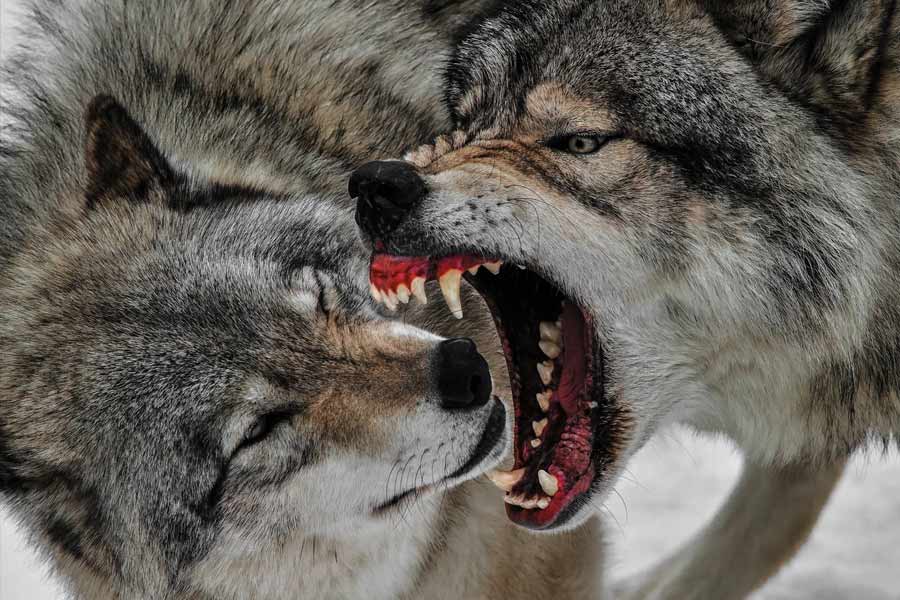 নেকড়ে শিকারে বিধিনিষেধ আরোপ করার জেরে ইউরোপ জুড়েই এর সংখ্যা বৃদ্ধি পেয়েছে। পরিবেশবিদদের মতে, ইইউ সদস্যভুক্ত ২৭টি দেশে এখন অন্তত ১৯,০০০ নেকড়ে থাকতে পারে। এর মধ্যে বুলগেরিয়া, গ্রিস, ইটালি, পোল্যান্ড, রোমানিয়া এবং স্পেনে সংখ্যাটি হাজারের বেশি। 