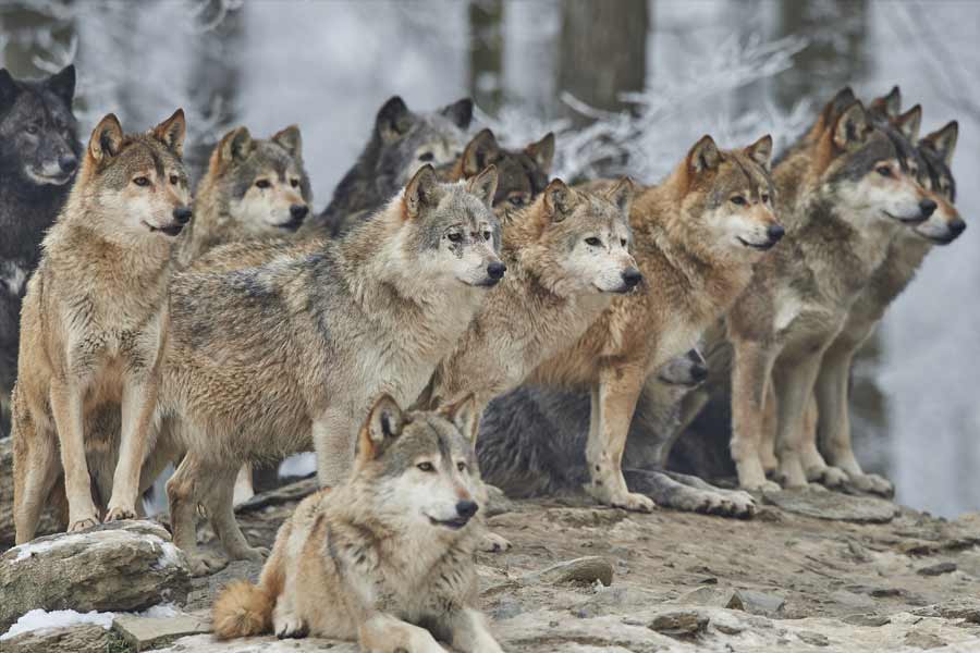 পরিবেশবিদরা আরও জানিয়েছেন, শুধুমাত্র গত দশকেই নেকড়েদের সংখ্যায় ২৫ শতাংশ বৃদ্ধি হয়েছে। ইউরোপের বেশির ভাগ দেশেই তাদের সুরক্ষাকবচ দেওয়া হয়েছে। যদিও উরসুলার দাবি, ইইউ-এর আইনেই নেকড়ে শিকার করা নিয়ে শিথিলতা রয়েছে।