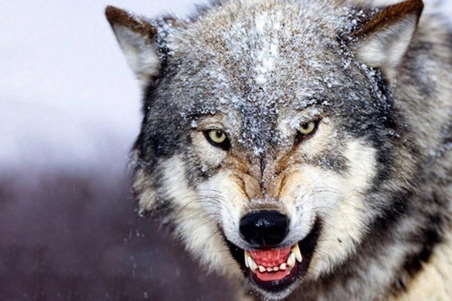 জার্মানির দক্ষিণাঞ্চলের রাজ্য বাভারিয়ার যেমন গৃহপালিত পশুপাখির উপর নেকড়েদের হামলা হলে আত্মরক্ষায় তাদের মেরে ফেলতে পারেন কৃষকেরা। গত বছর ব্র্যানডেনবার্গেও একের পর এক নেকড়ের দলের হামলার পর একই পদক্ষেপ করার অনুমতি দিয়েছে সেখানকার প্রশাসন।