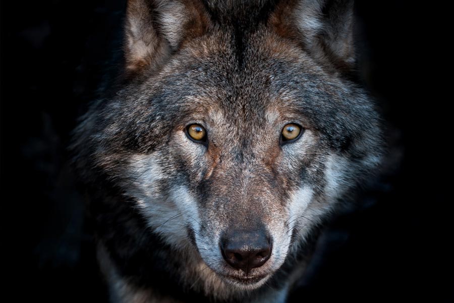 যদিও ইইউ-এর একটি নির্দেশিকা অনুযায়ী, ১৯৯২ থেকে নেকড়েদের সুরক্ষার বন্দোবস্ত করা হয়েছে। তবে কি নেকড়েদের মেরে ফেলার অনুমতি দেওয়া হবে? উরসুলার ঘোষণার পর এ প্রশ্ন উঠছে। 