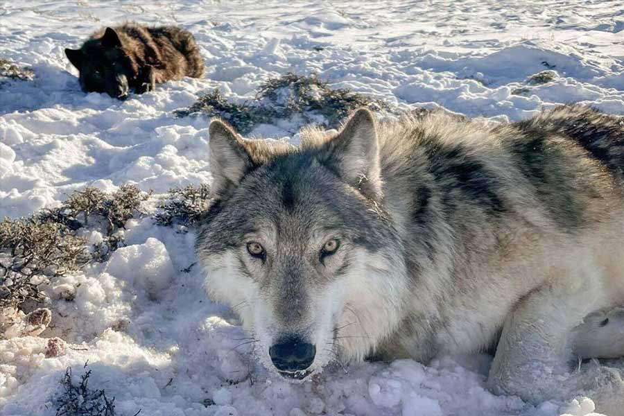 উরসুলার নিজের দেশের পরিবেশমন্ত্রী স্টেফি লেমকে অবশ্য চরম পদক্ষেপের হুঁশিয়ারি দিয়েছেন। সোমবার সংবাদমাধ্যমের কাছে তিনি জানিয়েছেন, গৃহপালিত পশুদের বাঁচাতে নেকড়েদের দেখা মিললেই যাতে গুলি করে মারা যায়, চলতি মাসের শেষে সে প্রস্তাব করার কথা চিন্তা-ভাবনা করছেন।