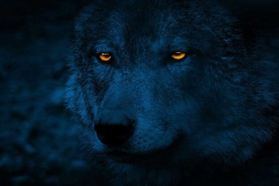 প্রায় একই সুর শোনা গিয়েছে ফ্রান্সের কৃষিমন্ত্রী মার্ক ফেনোর কণ্ঠে। তাঁর মতে, এই বিষয়ে বাস্তববাদী হয়ে সাহসী পদক্ষেপ করতে হবে। তিনি বলেন, ‘‘এক সময় এই নিয়ম করা হয়েছিল বিপন্ন প্রাণীদের সুরক্ষার জন্য। তবে এখন কৃষকেরা এবং তাঁদের জীবন-জীবিকা বিপন্ন।’’