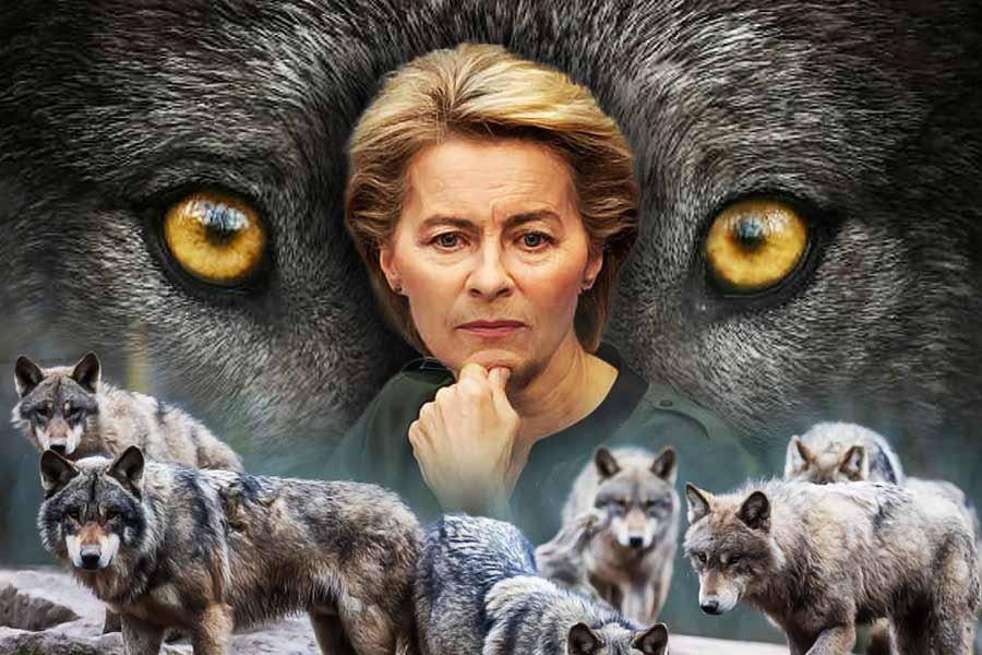 Wolf packs are in 'danger’ in Europe after European Commission chief Ursula von der Leyen warns to limit protections for wolves dgtl