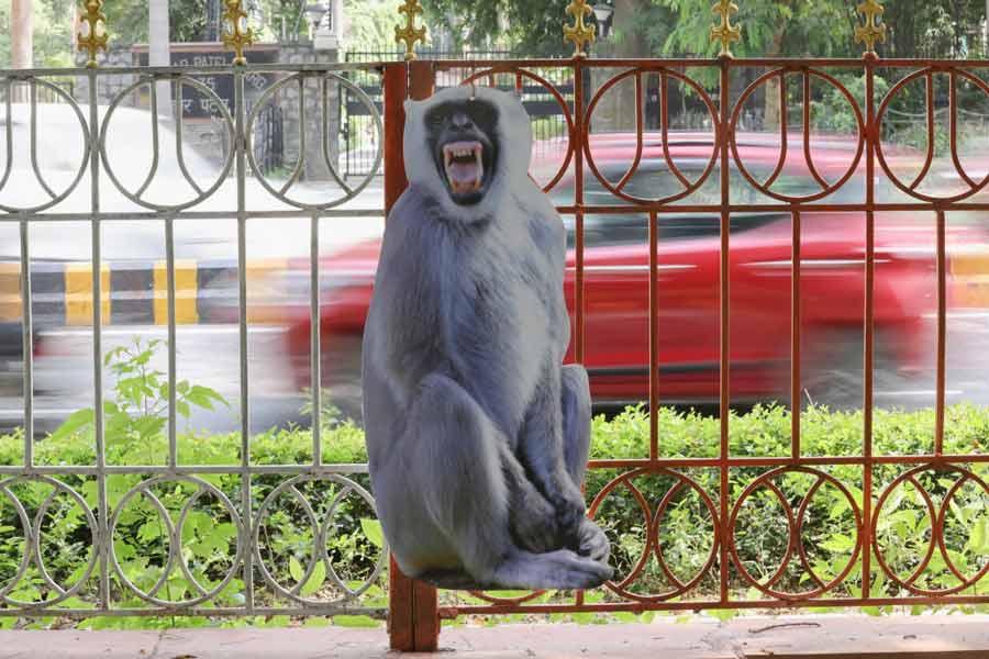 এক বিশেষ প্রজাতির লেঙ্গুরকে ভয় পায় এই বাঁদরেরা। মাঙ্কি মেনদের কাজ হবে ওই লেঙ্গুরদের মতো শব্দ করে বাঁদরদের ভয় দেখিয়ে দূরে রাখা।  এ ছাড়া বাঁদরদের ভয় দেখানোর জন্য দিল্লির বিভিন্ন জায়গায় লেঙ্গুরের ছবি দেওয়া প্রমাণ মাপের প্রতিকৃতিও লাগানো হয়েছে মধ্য দিল্লির বিভিন্ন রাস্তায়।  
