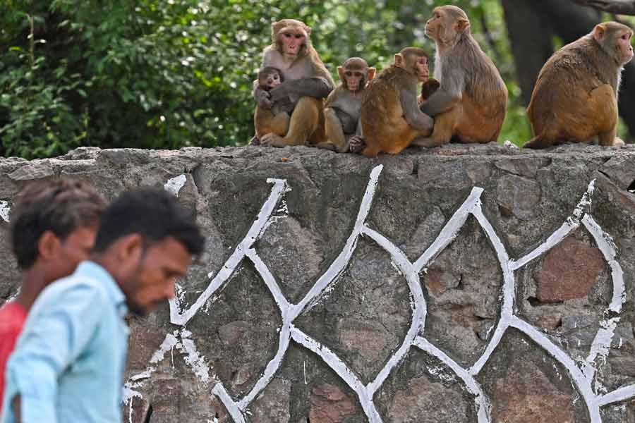 দিল্লির বাঁদরদের বাঁদরামি নিয়ে নতুন করে বলার কিছু নেই। আচমকা পথচারীদের উপর লাফ দিয়ে পড়ে তাঁদের হাত থেকে খাবার ছিনিয়ে নেওয়া তাদের অভ্যাসের মধ্যে পড়ে। ফুল-ফলের গাছও নষ্ট করে তারা। কিন্তু জি২০ সম্মেলনের আগে রাষ্ট্রনেতাদের জন্য সাজানো-গোছানো ব্যবস্থাপনা যাতে তারা ভন্ডুল করতে না পারে, সে কাজই করবেন ‘মাঙ্কি মেন’রা। 