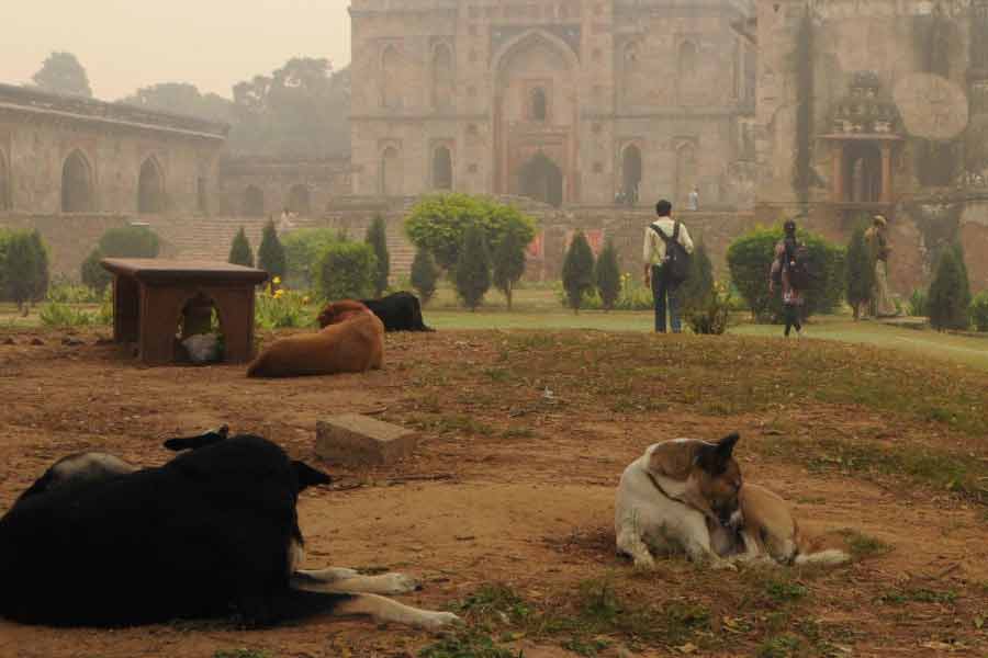 তবে বাঁদরদের তফাতে রাখার ব্যবস্থা করতে পারলেও পথকুকুরদের সামলানোর ব্যবস্থা করতে পারেনি দিল্লি। পথকুকুরদের ধরে নিয়ে যাওয়ার প্রক্রিয়া শুরু হতেই সরব হন দিল্লির পশুপ্রেমীরা। বন্ধ হয়ে যায় কাজ।