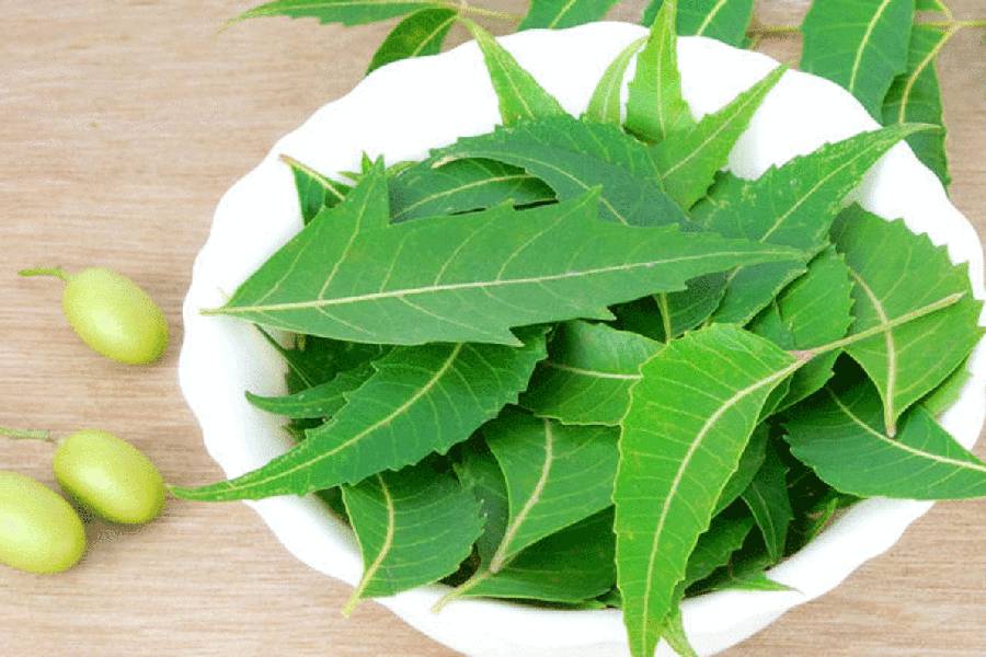 Benefits of neem leaves and their benefits in summer