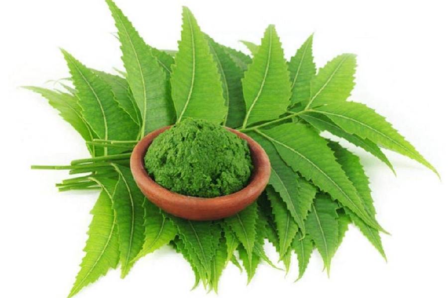 Benefits of neem leaves and their benefits in summer