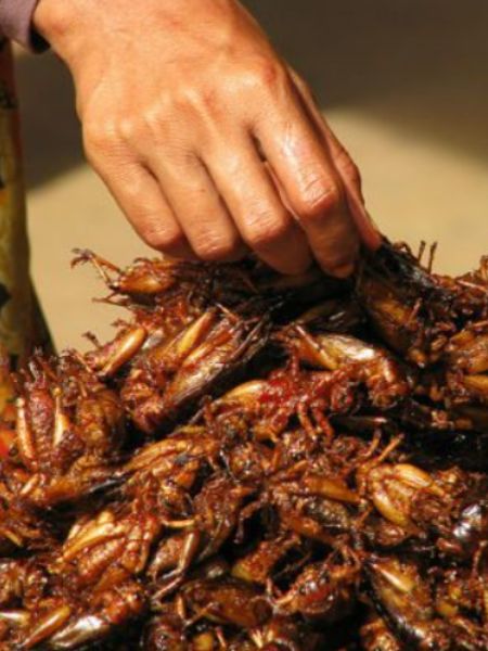 Weirdest Food Across The World dgtl