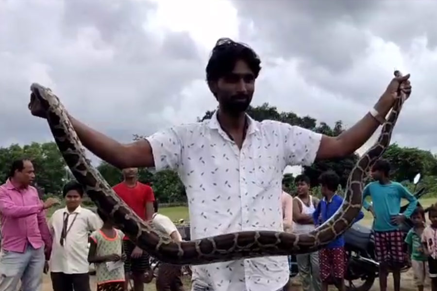 Image of Indian Rock Python found in a house in Birbhum