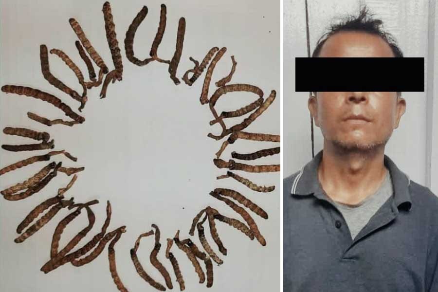 Man arrested in Siliguri in allegation of Caterpillar fungus trafficking to the China
