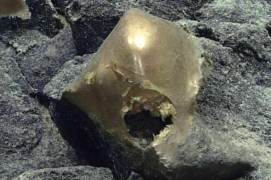 Golden orb inside the Pacific Ocean confuses scientists.