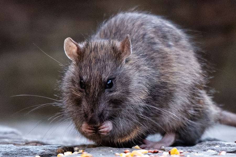 Tourists are paying money to see rats in New York City