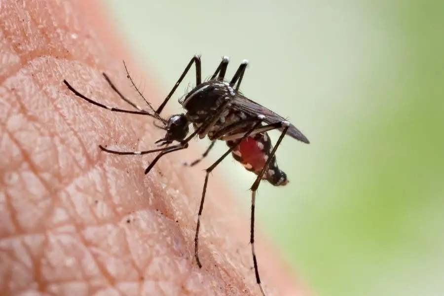 An image of Mosquito