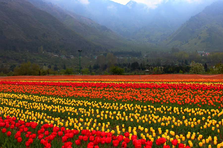 Tulip Garden, Kashmir.