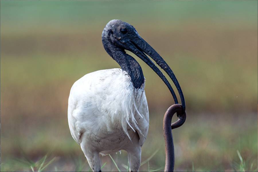 ব্ল্যাক হেডেড আইবিস (কালোমাথা কাস্তেচরা): মংলাজোরিতে শীতকালের অতিথি এই পাখির গলা কালো এবং সাদা রঙের বড়  শরীর। এই পাখিটির মাথা,  গলা ও ঘাড় পুরোপুরি পালকহীন ও সম্পূর্ণ কালো। বাকি দেহ পুরো সাদা। এর ঠোঁট কালো,  লম্বা আর নীচের দিকে কাস্তের মতো বাঁকা। ঘাড়ের গোড়ায় ঝুলে থাকে কিছু পালক। এদের খাদ্য তালিকায় রয়েছে মাছ,  ব্যাঙ,  শামুক-গুগলি,  সাপ ইত্যাদি ।