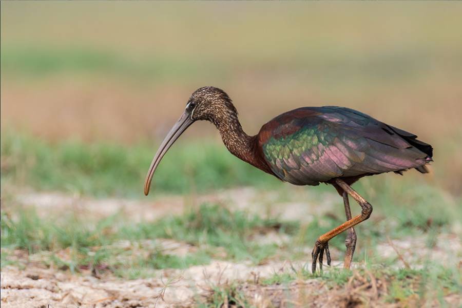 গ্লসি আইবিস(খয়রা কাস্তেচরা): উত্তর-দক্ষিণ-মধ্য আমেরিকা,  দক্ষিণ ইউরোপ,  আফ্রিকা, অস্ট্রেলিয়া ও এশিয়া বিভিন্ন অঞ্চল থেকে মংলাজোরিতে আসা এই পাখি দিন কয়েকের অতিথি। গাঢ় বাদামি মাথা,  মুখ কালো। ঘাড় থেকে পিঠের মাঝ বরাবর লালচে-খয়েরি। চকচকে বেগুনি-সবুজ ডানা ও লেজ থেকে থেকে উজ্জ্বল আভা বের হয় প্রতিনিয়ত। হলদে-বাদামি ঠোঁটটি নিচের দিকে কাস্তের মতো বাঁকানো। লম্বা পা লালচে-বাদামি। চোখের দুই পাশে দুটি তির্যক টান ঠোঁটের গোড়ায় মিলিত হয়েছে। 