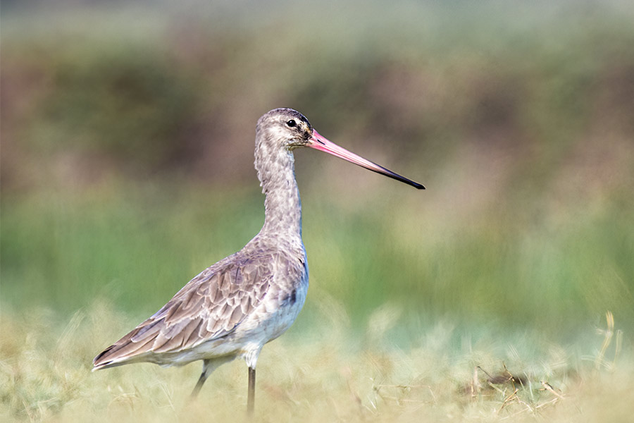 ব্ল্যাক টেইলড গডউইট (কালা লেজ জৌরালি): এই পাখি অস্ট্রেলিয়া,  নিউজিল্যান্ড,  পশ্চিম ইউরোপ এবং পশ্চিম আফ্রিকার বিভিন্ন অঞ্চল থেকে পরিযায়ী হয়ে মংলাজোরিতে আসে।  ঠোঁটের গোড়া লালচে,  ডগা কালচে। মাথা,  ঘাড়,  বুক লালচে-বাদামি। পিঠ কালচে-বাদামি ফোঁটাযুক্ত। ডানার ওপরে রয়েছে সাদা মোটা ডোরা, যা উড়লে নজরে পড়ে। 