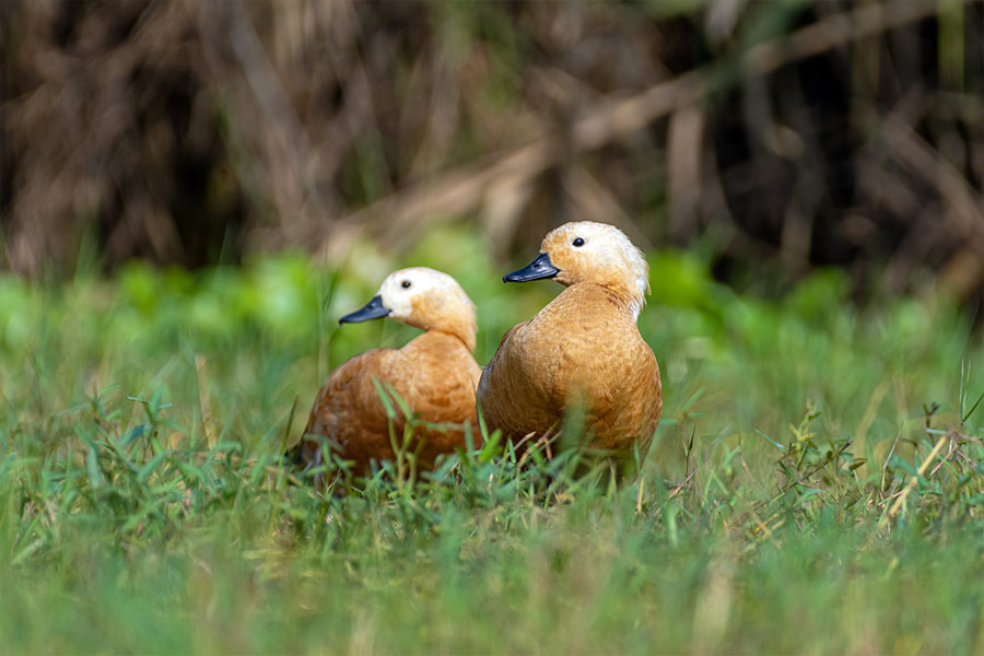 রাডি শেলডাক (চখাচখী):  মংলাজোরি সহ বিভিন্ন জলা ভূমিতে শীত কালে এদেরকে দেখা যায়। সুদুর তিব্বত থেকে আসে শীতের অতিথি হয়ে। এদের খাদ্য শামুক কাঁকড়া মাছ ও জলজ উদ্ভিদ। জোড়ায় জোড়ায় থাকলেও শীতকালে ঝাঁক বেঁধেই চলে। এরা প্রধানত নিশাচর। তবে ভোরবেলা ও সন্ধ্যাবেলা সক্রিয় থাকে বেশি।