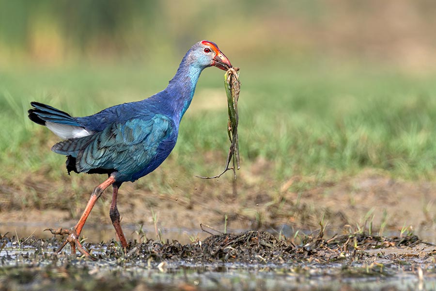 গ্রে হেডেড সোয়ামফেন (বেগুনি কালেম): এই পাখিগুলির মাথা ফিকে,  ডানা সবুজ দীপ্তিময়। এছাড়া দেহের সর্বত্র রঙ নীলচে বেগুনি। ঠোঁটের গোড়া থেকে পেছন পর্যন্ত লাল বর্ম বা মুকুট রয়েছে।ঠোঁট টকটকে লাল, ঠোঁটের আগা ফিকে। মুখ,  ঘাড়ের উপরিভাগ ও বুকে ধূসর আমেজ থাকে। মুক্ত অবস্থায় এরা দলবদ্ধভাবে ঘোরাফেরা করে। আবার একাকী বা জোড়ায় জোড়ায়ও ঘোরাফেরা করে। ভ