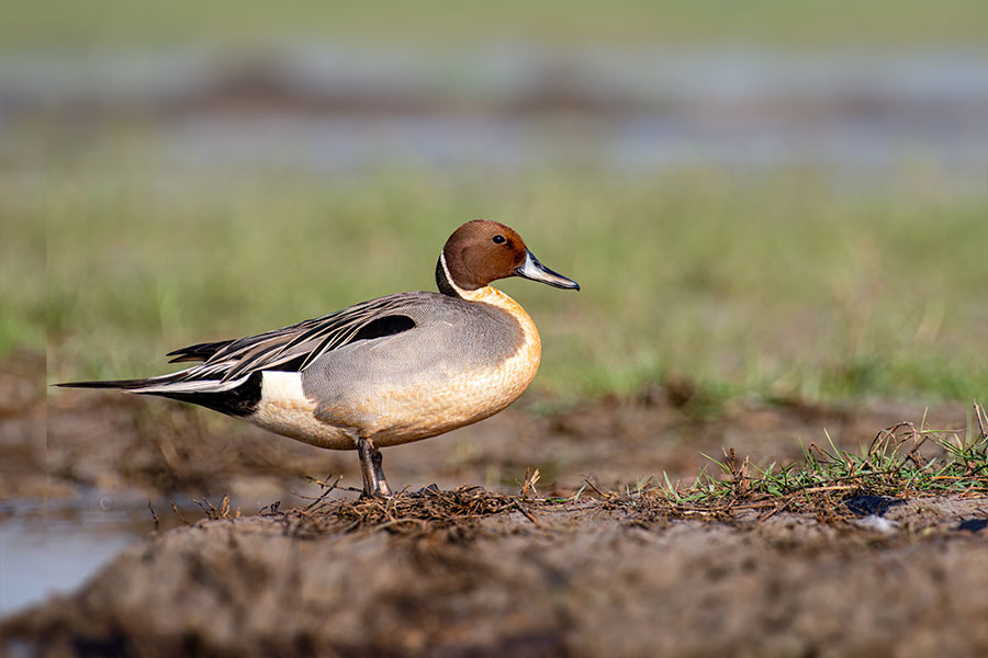 নর্দান পিন্টেল (উত্তুরে ল্যাঞ্জাহাঁস): ইউরোপ, আমেরিকা বিভিন্ন অঞ্চল থেকে পরিযায়ী হয়ে মংলাজোরিতে আসা এই পাখি কিন্তু আদতে বড় আকারের হাঁস। লেজের মাঝের পালক সরু ও লম্বা আলপিনের মতো,  যা পুরুষ পাখিকে মেয়ে পাখি থেকে আলাদা করেছে। এরা তীরে হেঁটে,  অগভীর জলে সাঁতার কেটে অথবা জলে মাথা ডুবিয়ে খাবার খোঁজে। জলজ উদ্ভিদ,  লতাপাতা,  শামুক ইত্যাদি এদের খাদ্য।