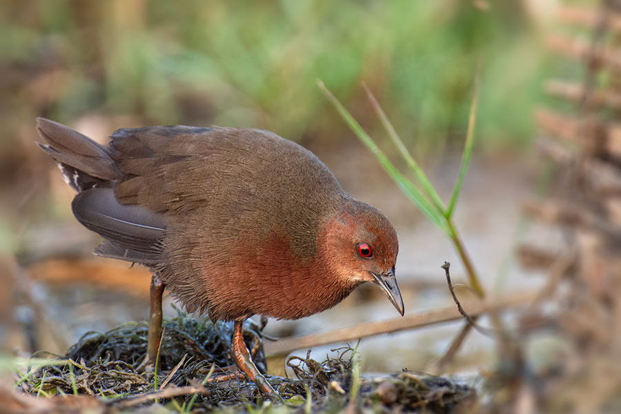 রাডি ব্রেস্টেড ক্র্যাক (লালবুক গুরগুরি):  অতি সাবধানি,  চতুর,  ভীতু ও অতি চঞ্চল এক পাখি। এদের মূল খাবার হল কুচো চিংড়ি,  জল-কাদা-শেওলা এবং পচা জলজ পাতার স্তূপে জন্ম নেওয়া ল্যাদা পোকা ও নলনাটা বনের ভেতরের ডানা ওয়ালা এক ধরনের ছোট পোকা। মশাও অতি প্রিয় খাদ্য এদের। প্রধানত ভারত,  চীন,  জাপান প্রভৃতি দেশে দেখতে পাওয়া যায়। 