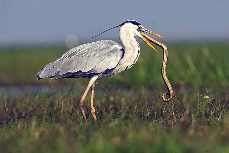 গ্রে হেরণ (ধূসর বক): সাধারণত বিল,  নদী-খাল,  পুকুর, জলাশয়,  বিচ্ছিন্ন ঝাঁকে আহারের সন্ধানে ঘুরে বেড়ায় এই পাখি। এরা একাকী বা ছোটা দলে ঘুরে বেরায়। এরা স্বভাবে শান্ত থাকায় অন্য সব প্রজাতির বকের সঙ্গে সহজেই মিশতে পারে। মাথা, ঘাড় ও বুক সাদা। মাথার চূড়া কালোডোরা যুক্ত। মাথার তালু ফুঁড়ে বেরিয়েছে কালো পালকের লম্বা ঝুঁটি।