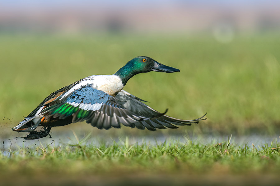 নর্দান শোভেলার (উত্তুরে খুন্তেহাঁস): অগভীর মিষ্টিজলের হ্রদ, নদ-নদী এবং উপকূলের দ্বীপে বিচরণ করে। সাধারণত দলবদ্ধ ভাবে থাকতে পছন্দ করে। বিশেষ আকৃতির ঠোট দেখে খুব সহজে এদের শনাক্ত করা যায়। এদের প্রধান খাদ্য জলজ উদ্ভিদ। পাখিটি অ্যান্টার্কটিকা ছাড়া সারা বিশ্বের সব মহাদেশে দেখা যায়। 