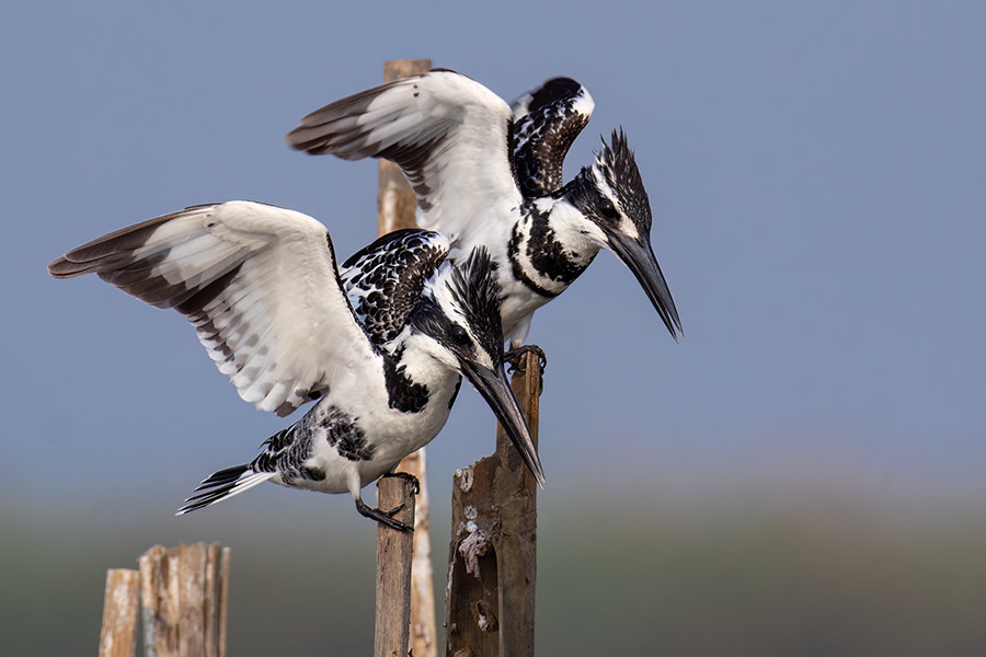 পাইড কিংফিশার (দাগযুক্ত মাছরাঙা): সাধারণত পুকুর, নদী বা ঝিলের ধারে বসে থাকে। এদের রঙ সাদা ও কালো, একটা লম্বা শক্ত চঞ্চু থাকে। শিকার করার সময় জলের উপরে গিয়ে একটি স্থির অবস্থানে উড়তে থাকে, তারপর হঠাৎ জলে ঝাঁপ দিয়ে মাছ শিকার করে। মাছ, ব্যাঙ, জলের পোকা খাদ্য হিসাবে গ্রহণ করে।