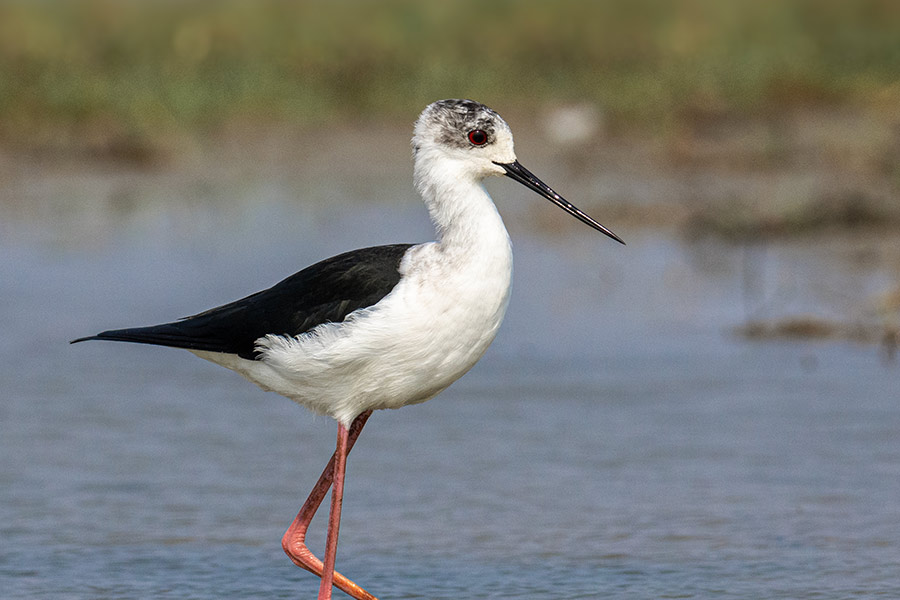 ব্ল্যাক উইংড স্টিল্ট (লালঠেঙ্গি): এই পাখির পা জোড়া লাল বলেই নাম হয়েছে লালঠেঙ্গি। পাখিটার দিকে তাকালে এর লাল বর্ণের পা জোড়াই প্রথম নজর কাড়ে। স্বভাব চরিত্র শান্ত গোছের। জলাভূমি তাদের বিচরণ ও আবাসের প্রিয় স্থান। এ পাখি উপ-মহাদেশের স্থায়ী বাসিন্দা হলেও এলাকায় শীতকাল ছাড়া দেখা যায় না। হাঁটু পরিমাণ পানিতে দাঁড়িয়ে জলজ পোকামাকড়,  কেঁচো,  ছোট শামুক ইত্যাদি শিকার করে। এই প্রতিবেদনটি ‘আনন্দ উৎসব’ ফিচারের একটি অংশ। 