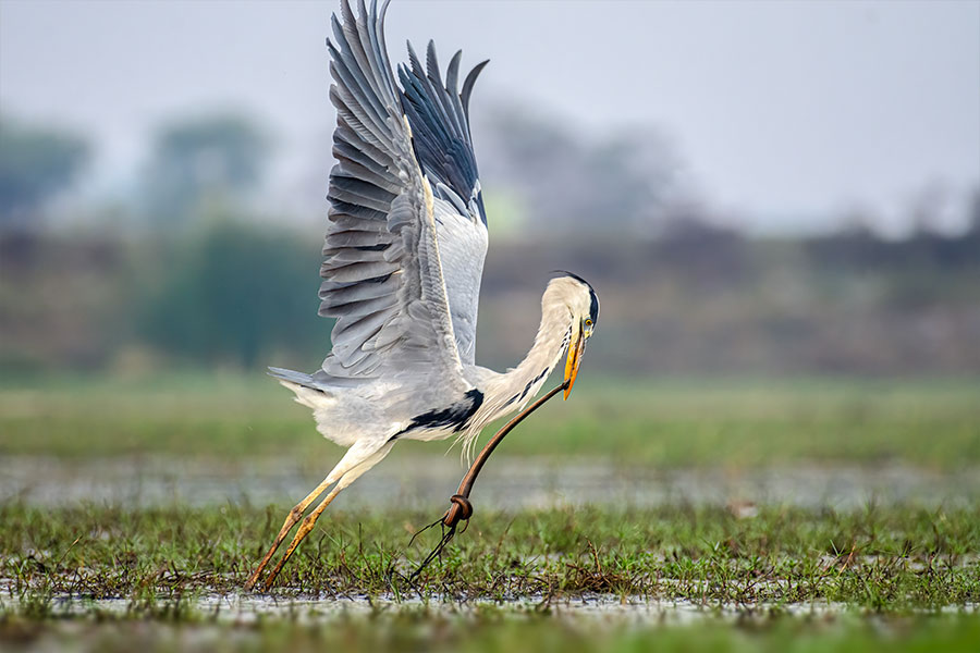 ওড়িশার মংলাজোরিতে সে’রকম এক জায়গা। কী কী পাখি দেখতে পাবেন সেখানে? রইল এই প্রতিবেদনে। 