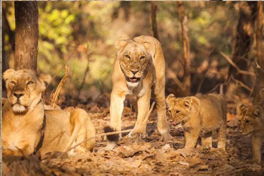 দুগ্গা ঠাকুরের বাহনের নাম বলতে বললে একশো জনের মধ্যে হয়তো একশো এক জন বলে দেবে সঠিক উত্তরটা। সিংহ! যার জন্য দুর্গার আরেক নাম সিংহবাহিনী।