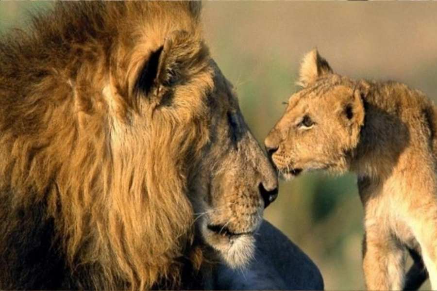 কিন্তু যদি বলা হয়, মা দুর্গার বাহন থাকে কোথায়?   তা’হলে চটজলদি ক'জন সঠিক উত্তরদাতা পাওয়া যাবে, নিশ্চিত করে বলা হয়তো মুশকিল।