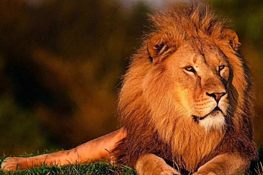  আসুন,  শুধু দুগ্গা ঠাকুরের বাহন কোথায় থাকে, তা বলার পাশাপাশি তার বাসস্থান ঘুরে আসার খবর দেওয়া যাক।