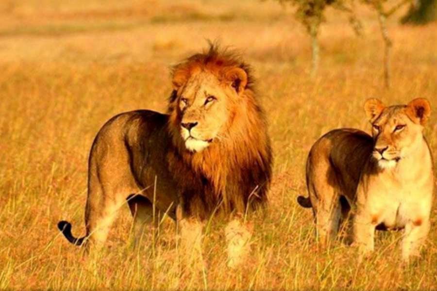 কোথায় থাকেন দুগ্গা ঠাকুরের বাহন সিংহ?  গির অরণ্য। যার সরকারি নাম, গির জাতীয় উদ্যান এবং বন্যপ্রাণী অভয়ারণ্য। গুজরাত রাজ্যের মধ্যাঞ্চল ওরফে মধ্য গুজরাতের টালালা গিরে। সোমনাথ থেকে ৪৩ কিমি বা ২৭ মাইল উত্তর-পূর্বে এবং জুনাগড় থেকে ৬৫ কিমি বা ৪০ মাইল দক্ষিণ-পূর্বে গির অরণ্য।