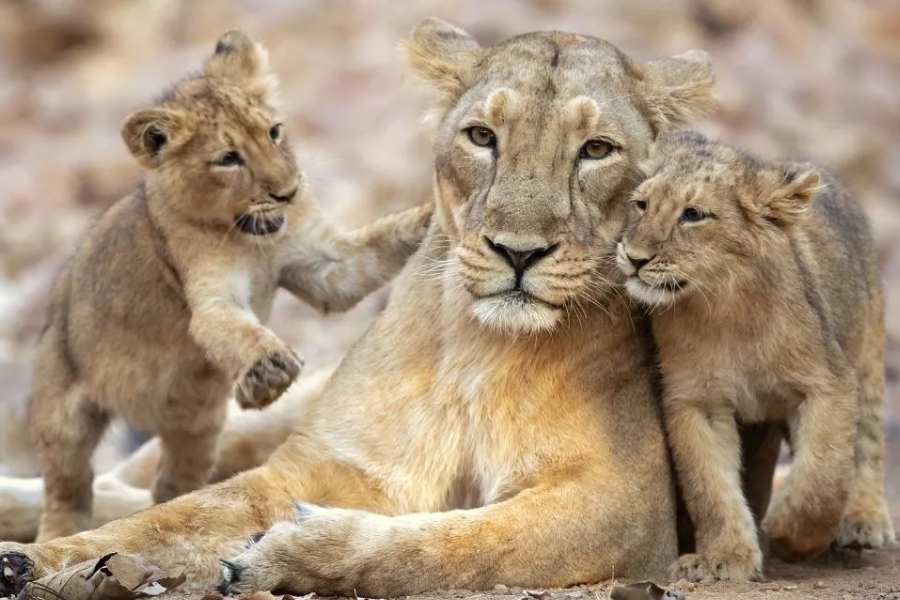 কী ভাবে যাবেন ট্রেনে: গির জাতীয় উদ্যান এবং বন্যপ্রাণী অভয়ারণ্যের নিকটতম দুটো রেল স্টেশন ভেরাভাল ও জুনাগড়‌। এ ছাড়া রাজকোট রেল স্টেশন ১৬৫ কিমি দূরে। দেশের সমস্ত প্রধান ট্রেনের সংযোগ রয়েছে এই স্টেশনগুলিতে।