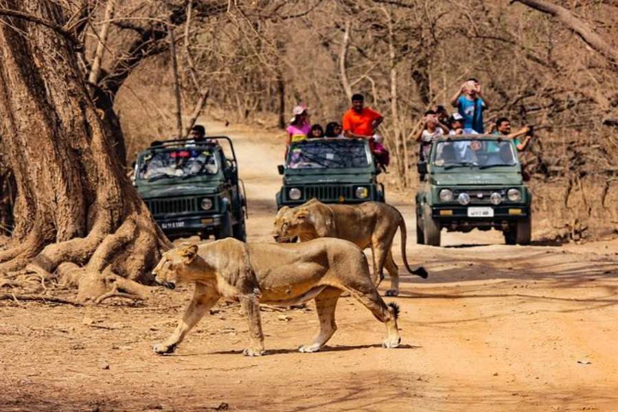 প্লেনে গেলে: বিমানে গেলে নিকটতম দু’টি বিমানবন্দর হল রাজকোট এয়ারপোর্ট (১৬০ কিমি দূর) এবং কেশোদ (গির অরণ্য থেকে ৭০ কিমি দূরে)। তবে কেশোদ-এ সব এয়ারলাইন্সের বিমান ওঠা নামা করে না।