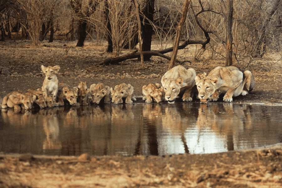 থাকার জায়গা:  প্রচুর হোটেল,  রিসর্ট ও অরণ্যের ভেতর স্টে-হোম-তে থাকার ব্যবস্থা আছে বিভিন্ন ধরনের অর্থমূল্যে।